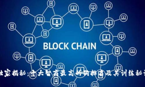 独家揭秘：十大智商最高的狗排名及其训练秘诀